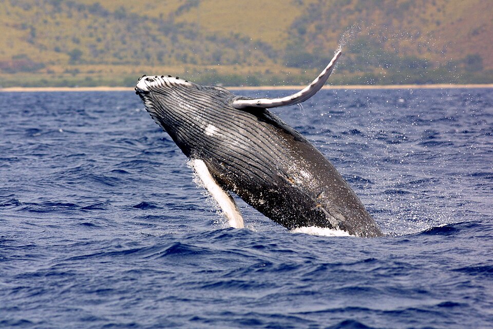 Photo illustrating the English word “big” (grande)