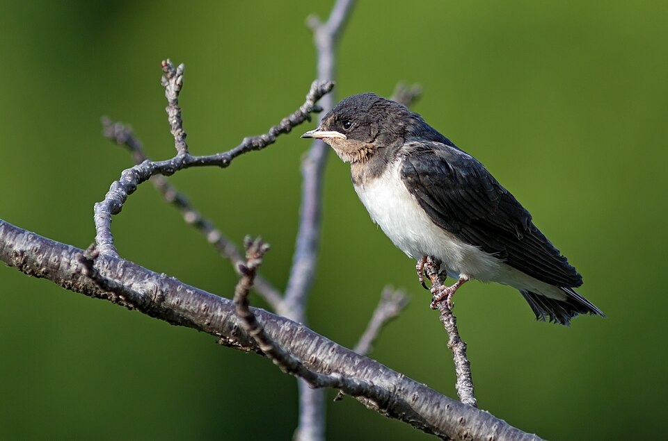 Photo illustrating the English word “bird” (pájaro)