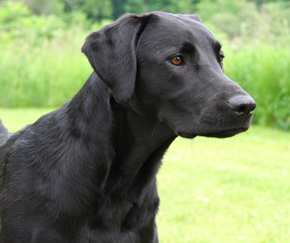 Photo illustrating the English word “black” (negro)