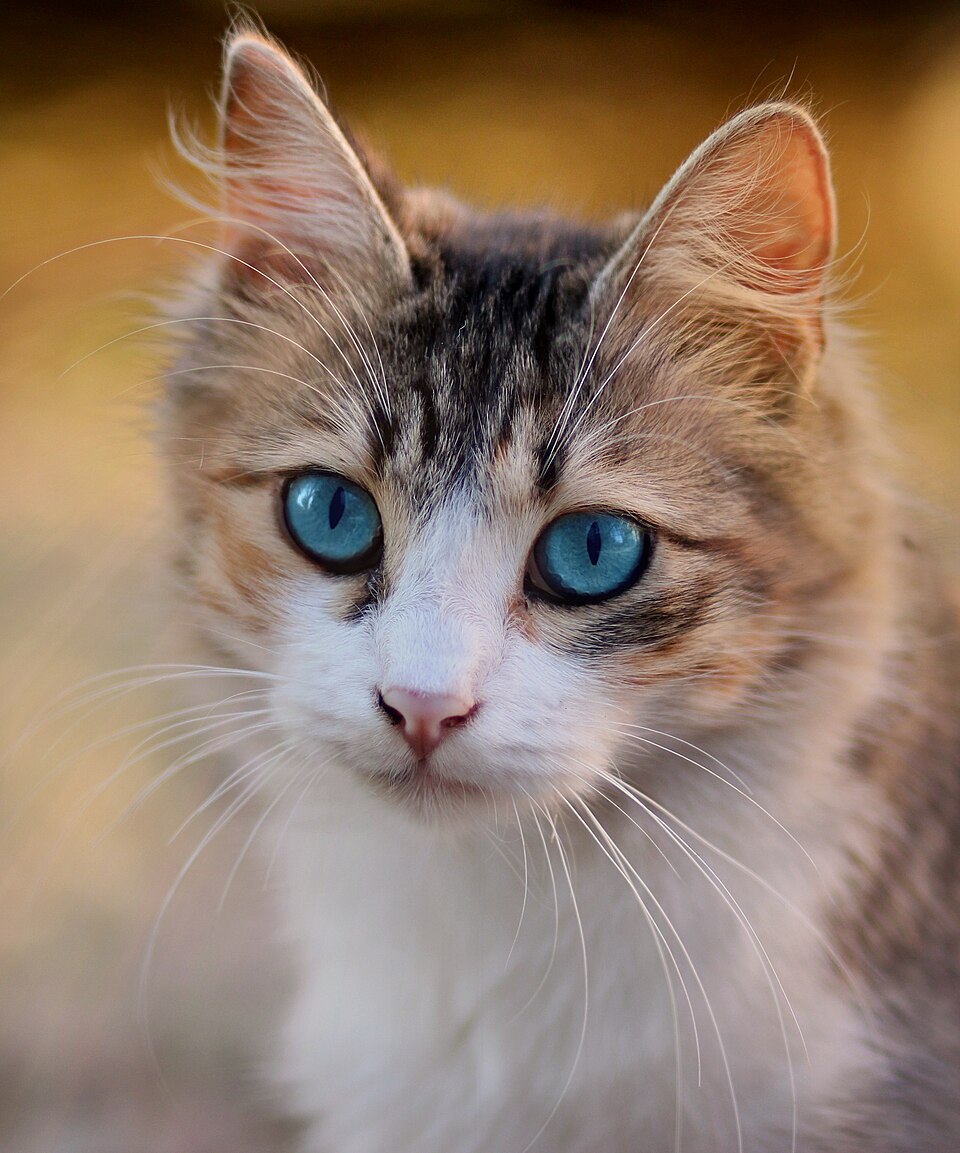 Photo illustrating the English word “cat” (gato)