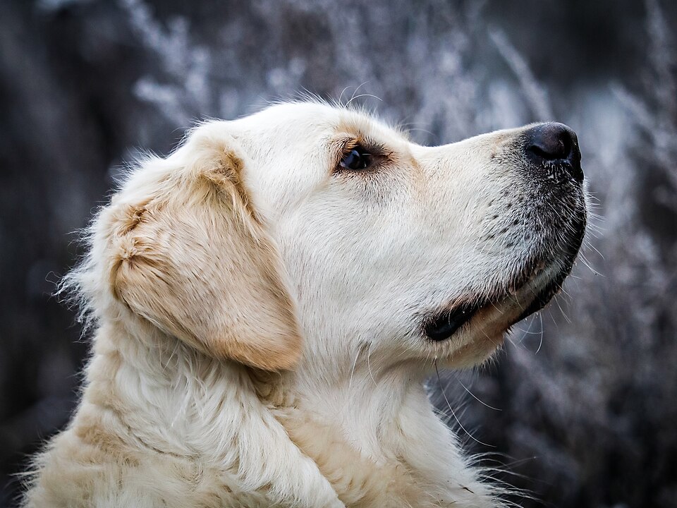 Photo illustrating the English word “dog” (perro)