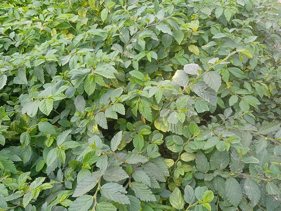 Photo illustrating the English word “green” (verde)