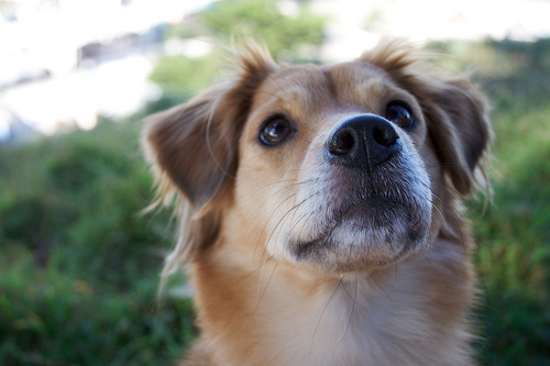 Photo illustrating the English word “please” (por favor)