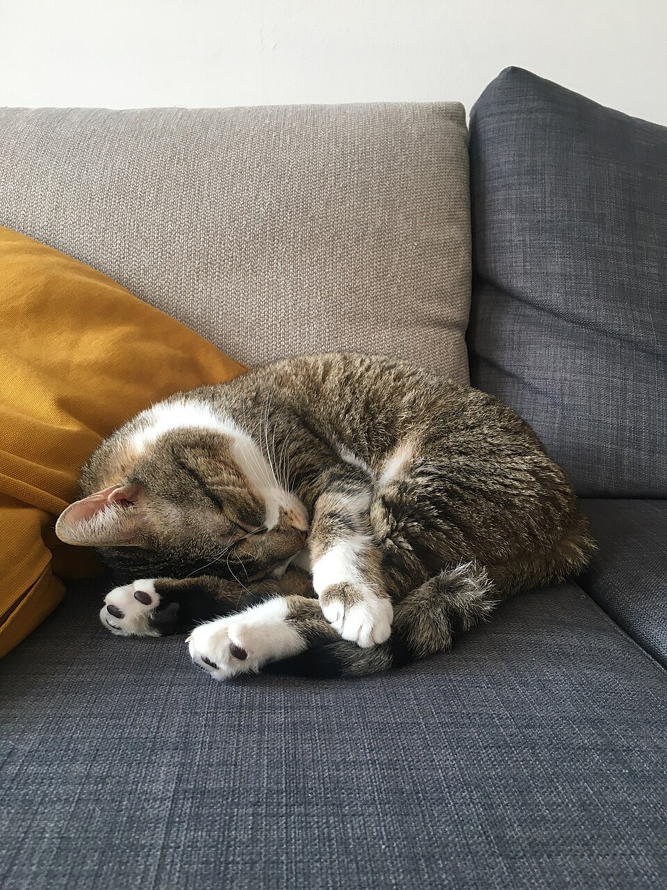 Photo illustrating the English word “sleep” (dormir)