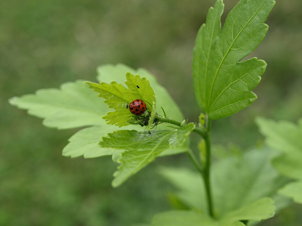 Photo illustrating the English word “small” (pequeño)